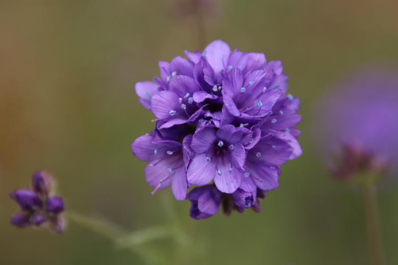 Free stock image of Violet beauty created by GAIMARD Jacques