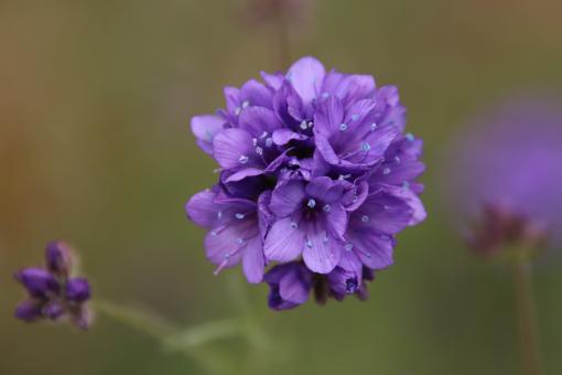 Violet beauty - Free Stock Photo
