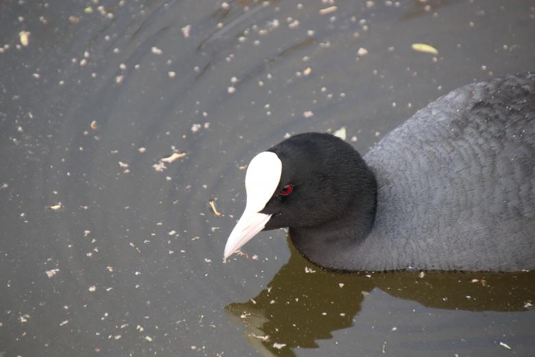 Free stock image of Grey water hen created by GAIMARD Jacques