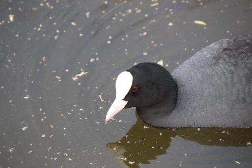 Grey water hen - Free Stock Photo