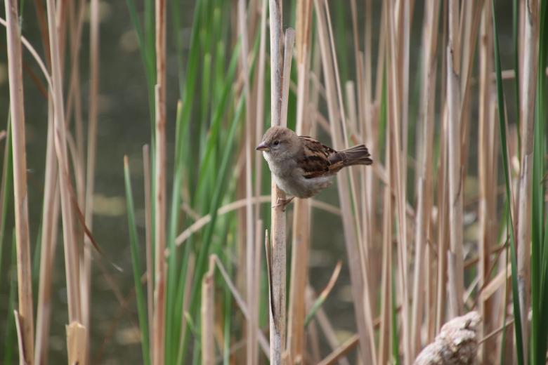 Free stock image of I'm a happy sparrow! created by GAIMARD Jacques