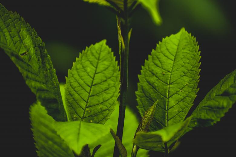 Free stock image of Green leaves on plant created by Mayank kumar satlewal