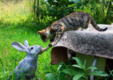 Cat and Rabbit - Free Stock Photo