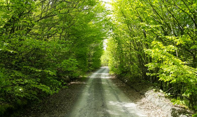 Free stock image of Road Through Green Forest created by selim çatak