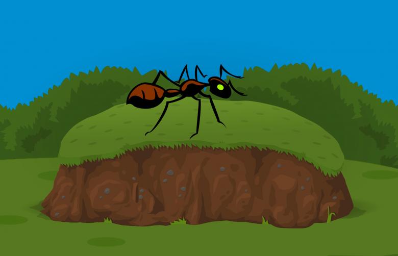 Free stock image of Ant in Garden created by mohamed hassan