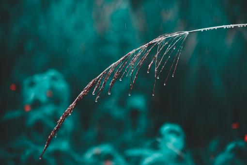 Straw Macro - Free Stock Photo