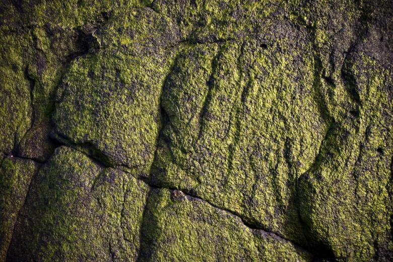 Free stock image of Green Slimy Stone Surface created by Bjorgvin