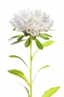 Free Stock Photo of White Flower on White