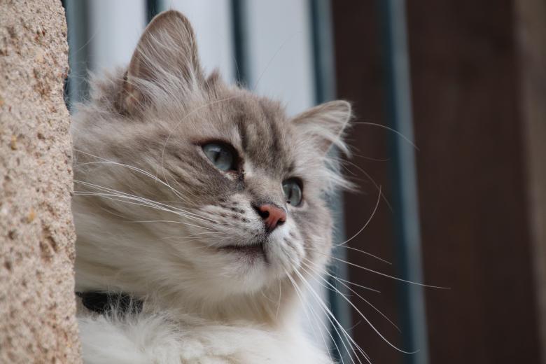 Free stock image of Resting on my window! created by GAIMARD Jacques