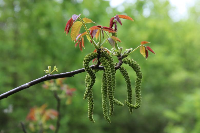 Free stock image of Tree Blooming created by GAIMARD Jacques