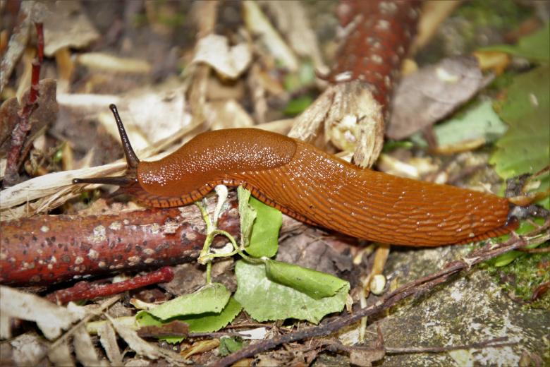 Free stock image of Slug in the woods created by GAIMARD Jacques