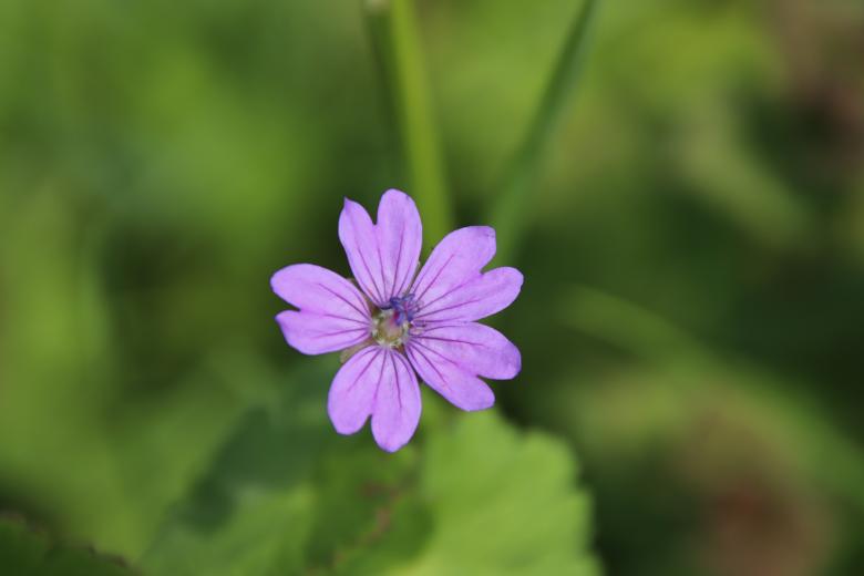 Free stock image of Purple Beauty created by GAIMARD Jacques