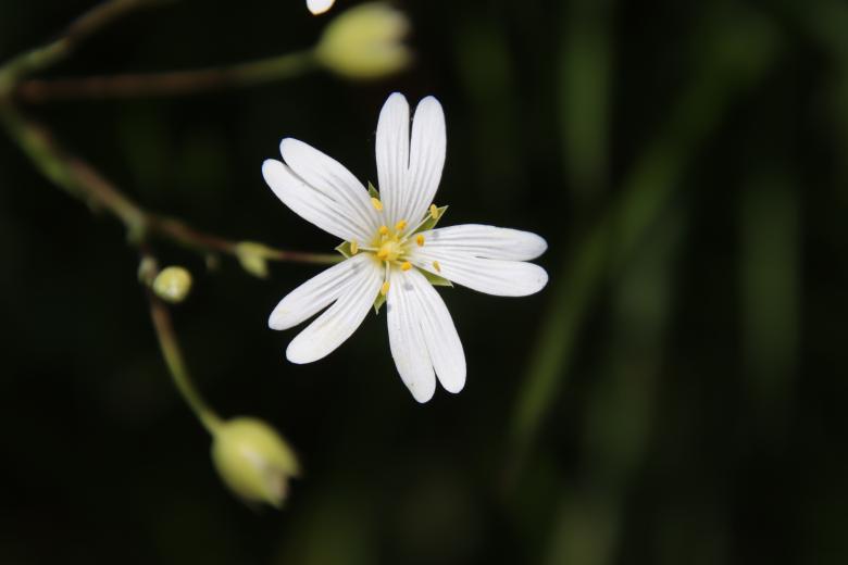 Free stock image of White Spring Flower created by GAIMARD Jacques