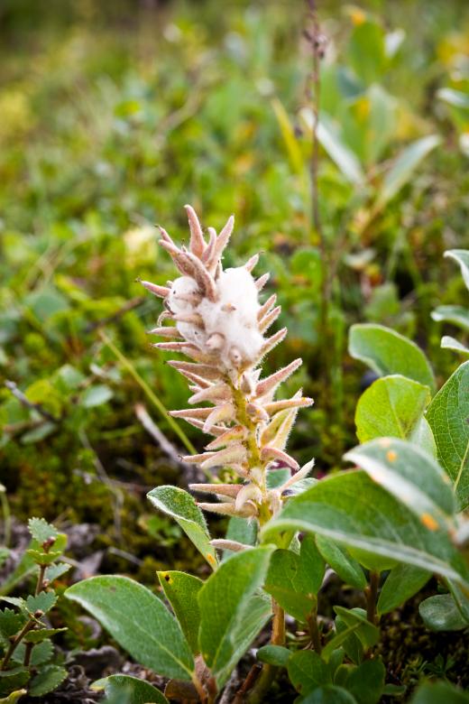 Free stock image of Green Leafs and Plants created by Bjorgvin