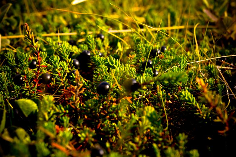 Free stock image of Black Berries created by Bjorgvin
