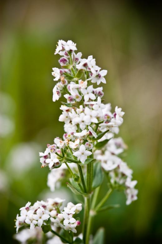 Free stock image of White Floral Beauty created by Bjorgvin