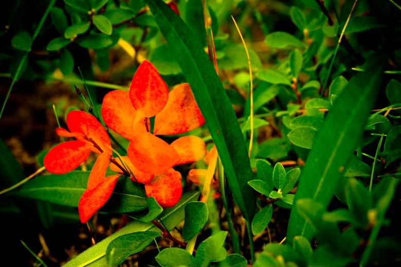Free stock image of Floral Contrast created by Bjorgvin
