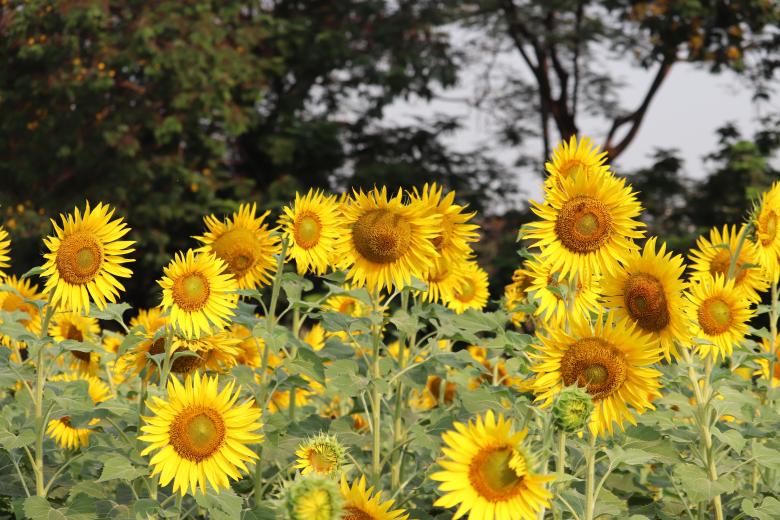 Free stock image of Group of Sunflowers created by vfxsagars