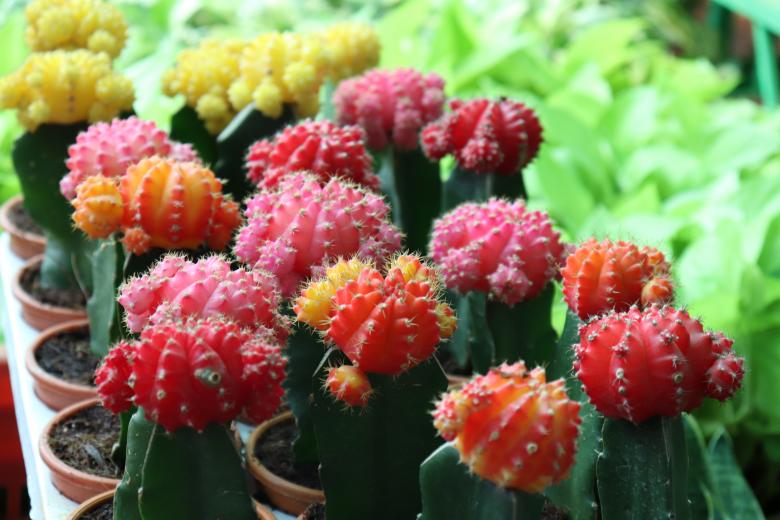 Free stock image of Red and Green Cactus created by vfxsagars