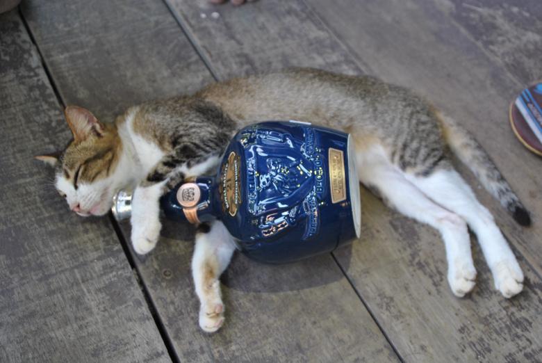 Free stock image of Drunken Cat created by vfxsagars
