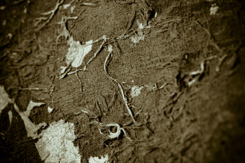 Free stock image of Old Dried Fish Skin created by Bjorgvin