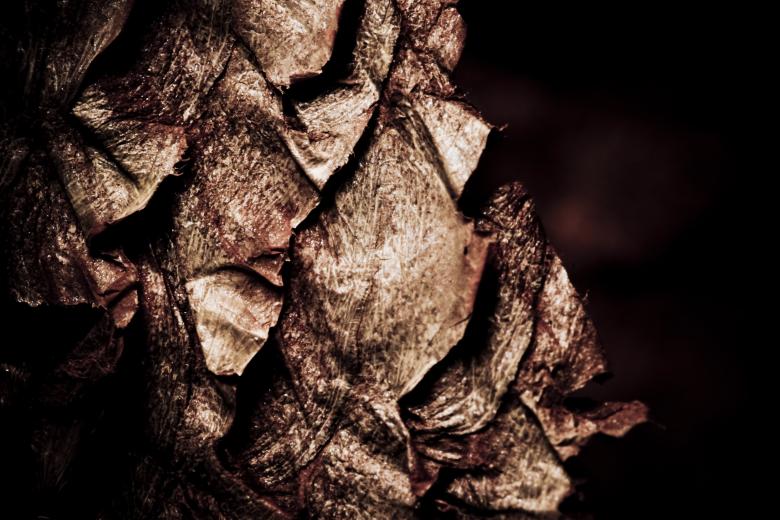 Free stock image of Old Dried Fish Scales created by Bjorgvin