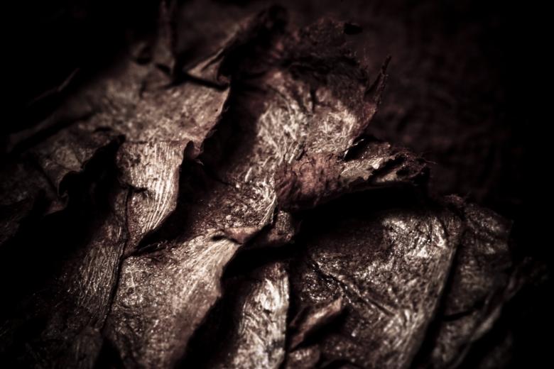 Free stock image of Dried Fish Scales - Dark Background created by Bjorgvin