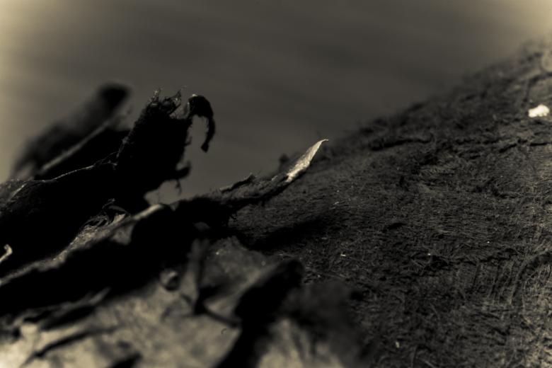 Free stock image of Dried Fish Scales Background created by Bjorgvin