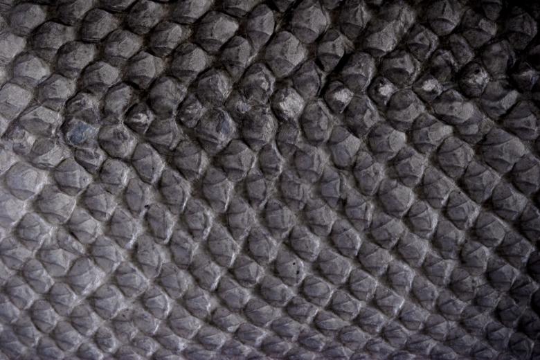 Free stock image of Dry Fish Skin - Black and White created by Bjorgvin