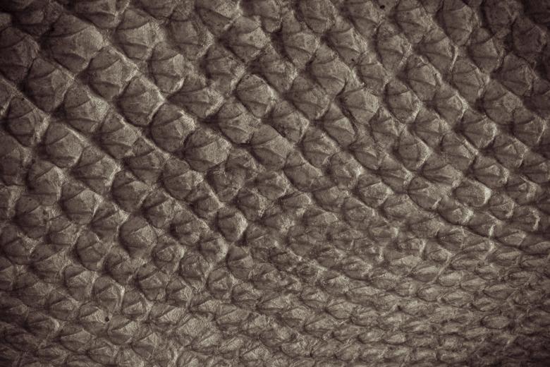 Free stock image of Dry Fish Scales Background created by Bjorgvin