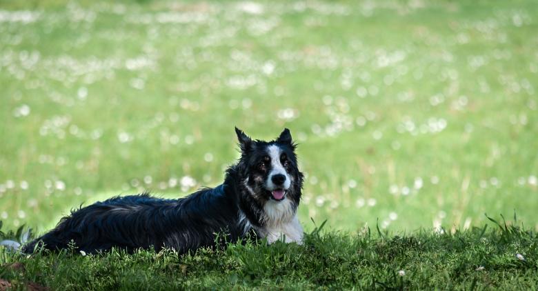 Free stock image of Border Collie created by PaSoNeCa