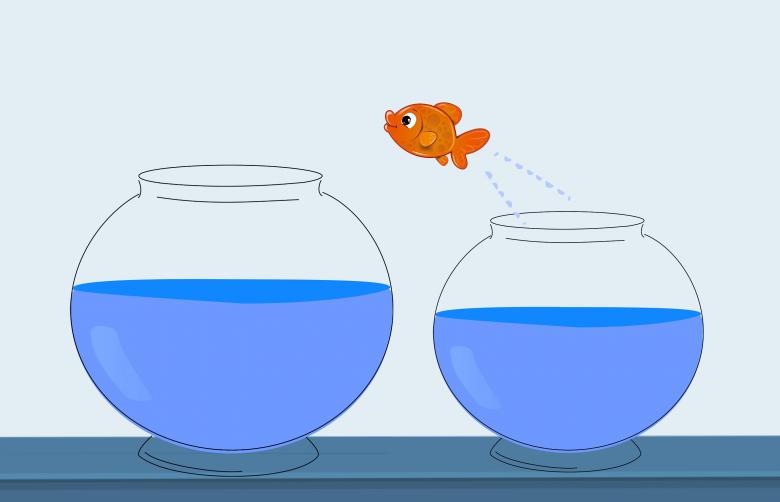Free stock image of Fish Jumping Between Bowls created by mohamed hassan