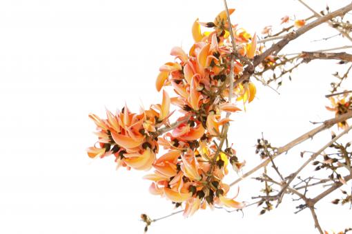 Butea Monosperma Flower - Free Stock Photo