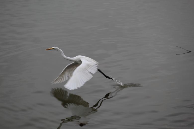 Free stock image of Great Egret Flying created by Shailesh Oza
