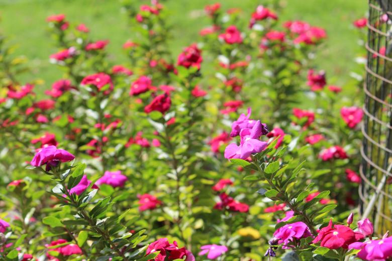 Free stock image of Colorful Pink Flowers created by Shailesh Oza