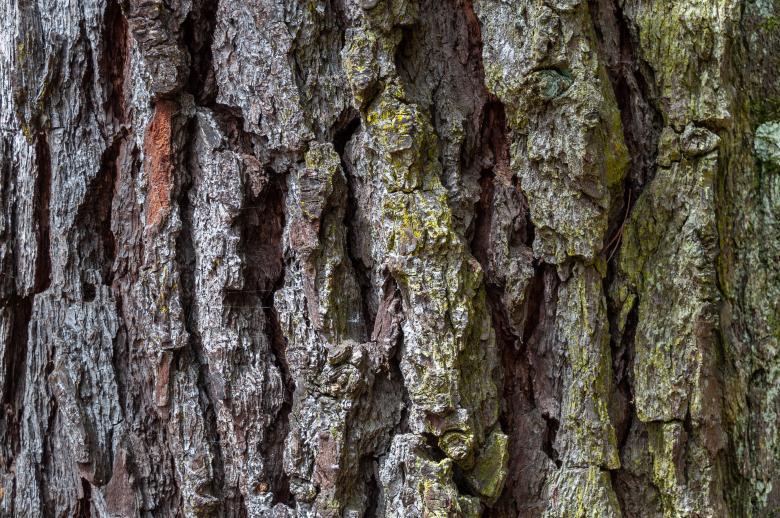 Free stock image of Rough Bark Texture created by PaSoNeCa