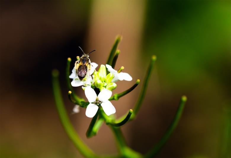 Free stock image of White flower with Bug created by Alen