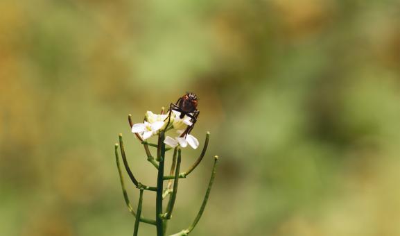 Free Stock Photo of Bug on White Flower