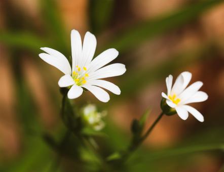 Free Stock Photo of White flower macro