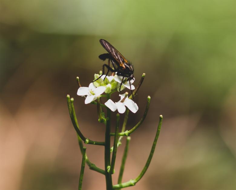 Free stock image of Fly on White Flower created by Alen