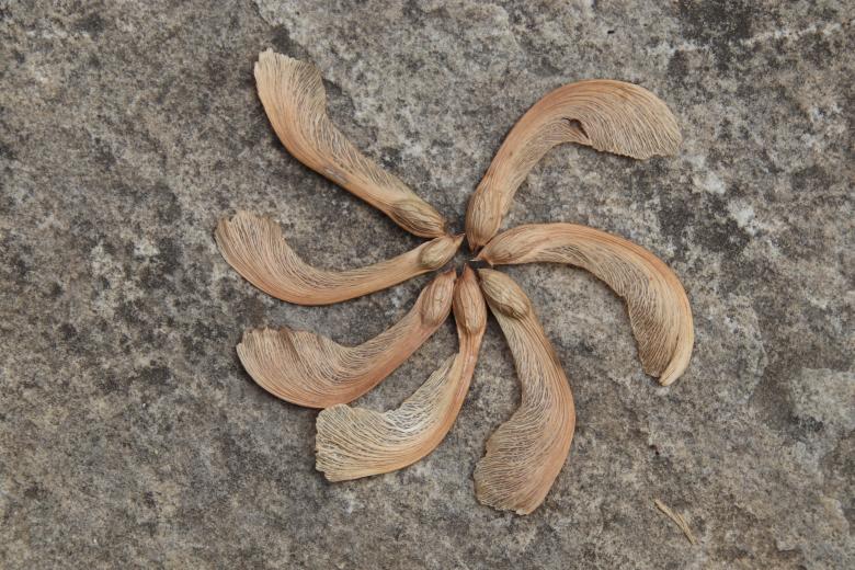 Free stock image of Artistic propeller created by GAIMARD Jacques