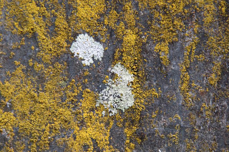 Free stock image of Yellow Lichens on Stone created by GAIMARD Jacques