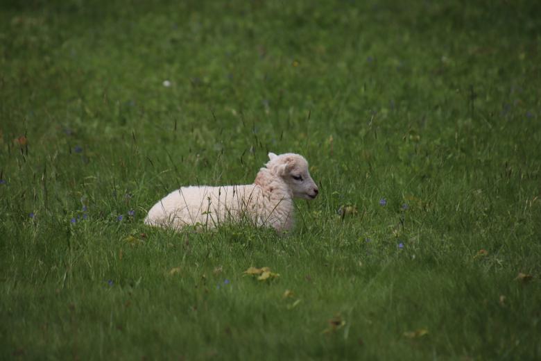 Free stock image of It's so good to rest on thick grass!! created by GAIMARD Jacques