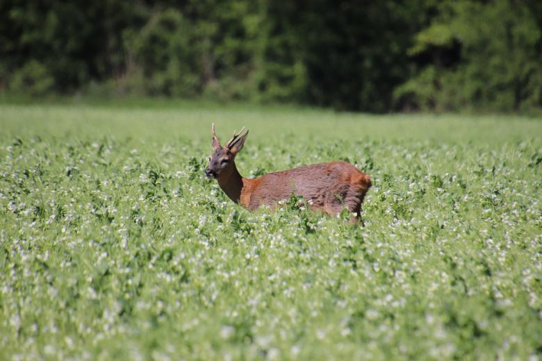 Free stock image of Deer in a field created by GAIMARD Jacques