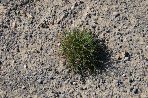 Free Stock Photo of Weeds in the middle of a road
