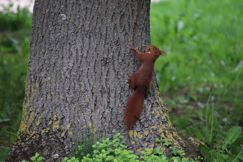 Free stock image of Red squirrel climbing a big tree created by GAIMARD Jacques
