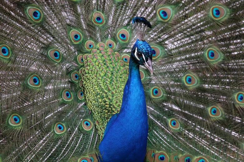 Free stock image of Proud as a Peacock created by GAIMARD Jacques