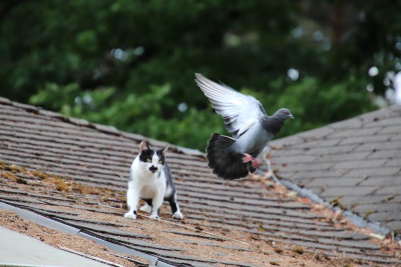 Free stock image of Cat trying to catch a pigeon created by GAIMARD Jacques