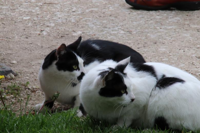 Free stock image of Twin cats looking behind created by GAIMARD Jacques