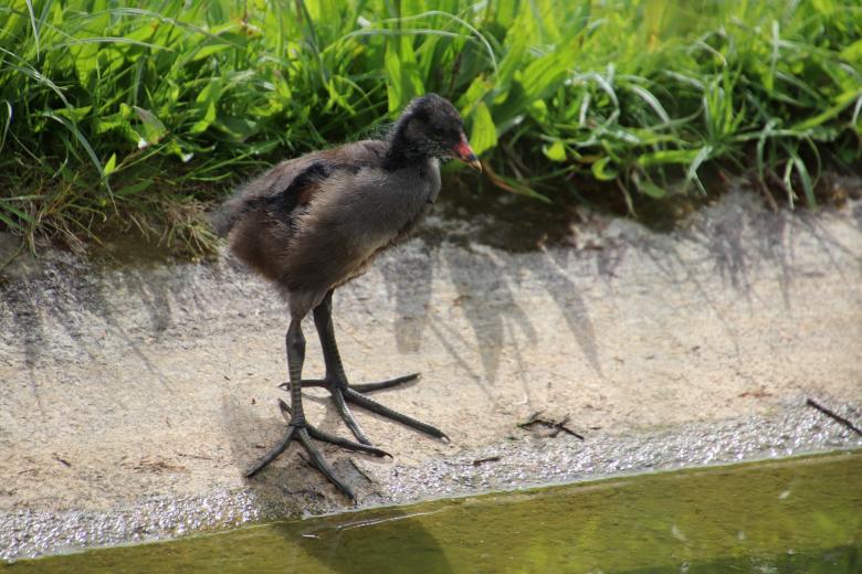 Free stock image of Water hen chick with big feet created by GAIMARD Jacques